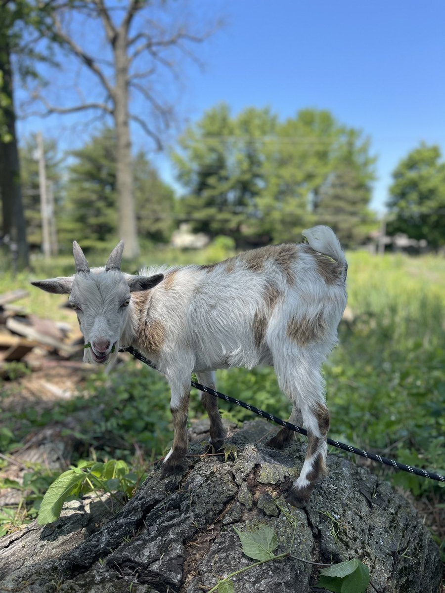 Randy’s Rescue Ranch on Twitter: 