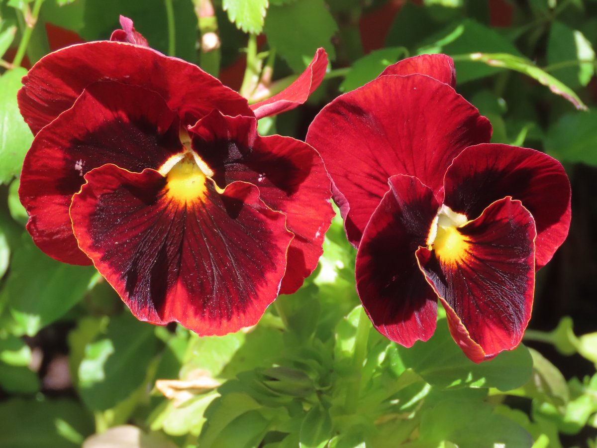 Pansies on our terrace.