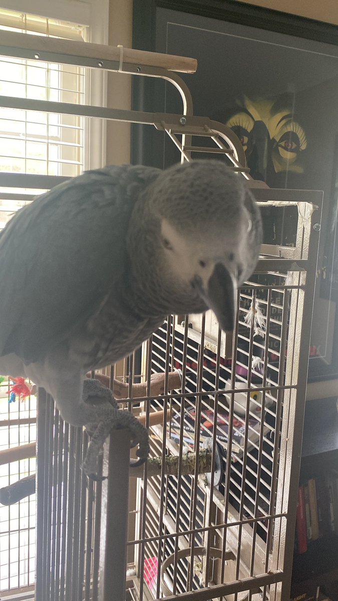 Riki Rachtman on Twitter "It was today I learned the novelty of a