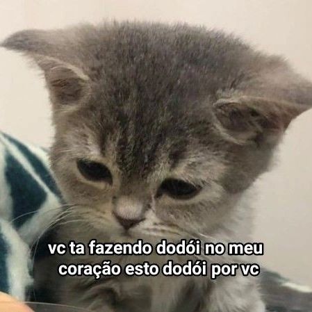 animaisfrases_'s tweet photo. https://t.co/HBxqJTMq3A