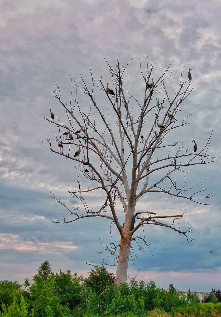deCristian_'s tweet image. Maternity ward. #mobilephotography #cutelefonul #samsunga52s #snapseed