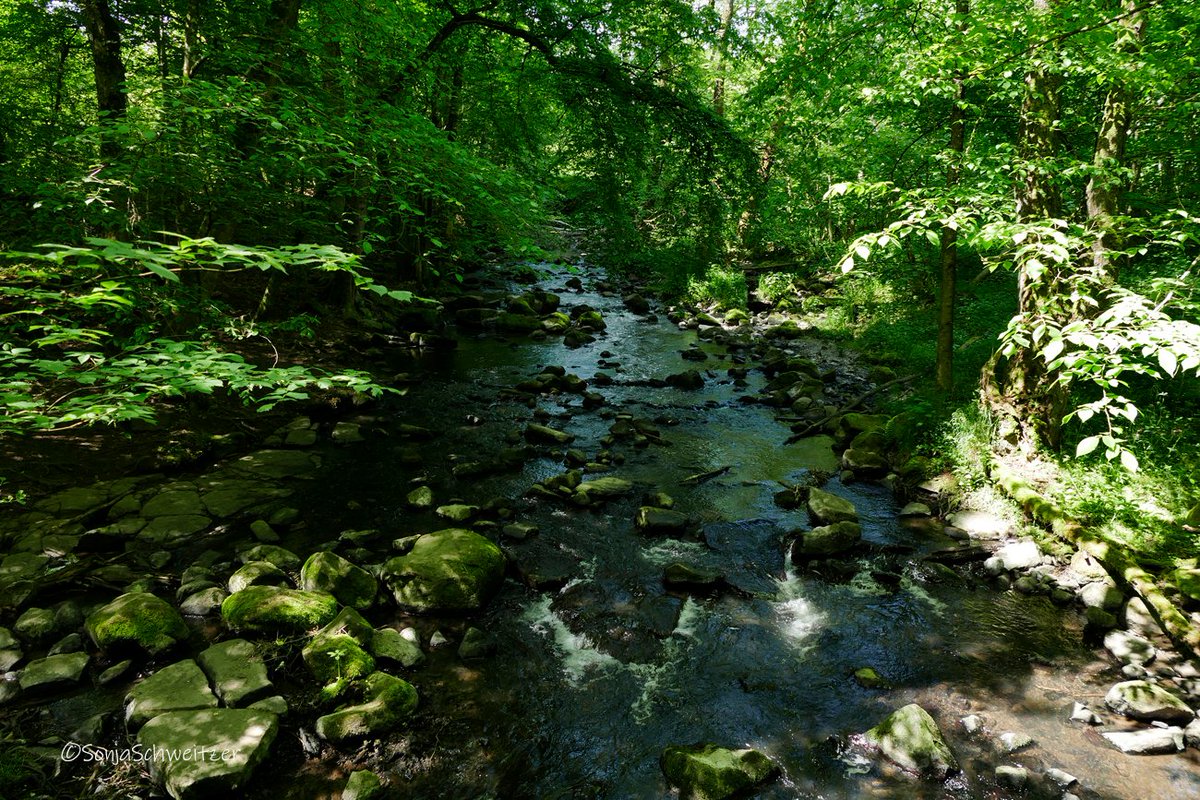 HessenSonja5767's tweet photo. Unterwegs in der Holzbachschlucht................... #Seck #Westerwald #Holzbachschlucht #Holzbach #Ausflugstipp #Ausflugsziel #Geopark #Geotop #wandern #Westerwaldsteig #WällerTour #Natur #Naturschutzgebiet #RLP #rlperleben #Rheinlandpfalz #Germany https://t.co/lUNHlEVIkD