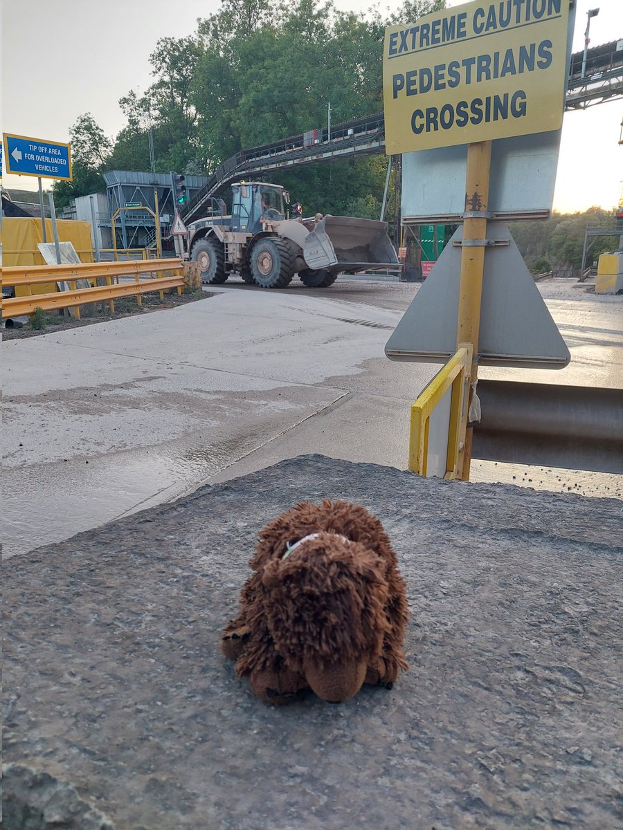 AdventuresOfBear tweet media