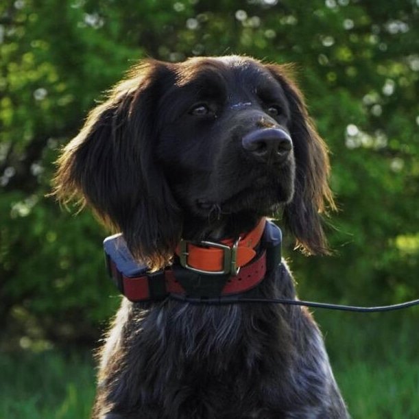 MegaScribbler's tweet image. The whole thing is just a game. You just need to learn how to play. 

#birddogtraining #smallmunsterlander #navhda