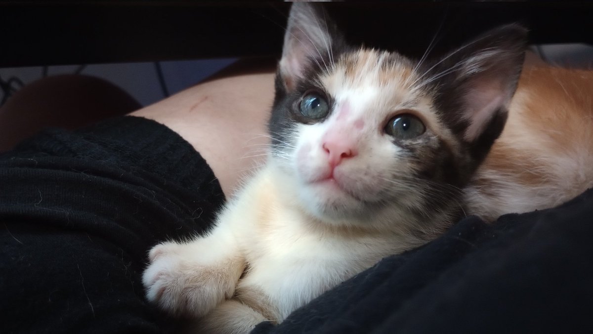 the Cagle Cats on Twitter "Still just a bit scrungly until the fur