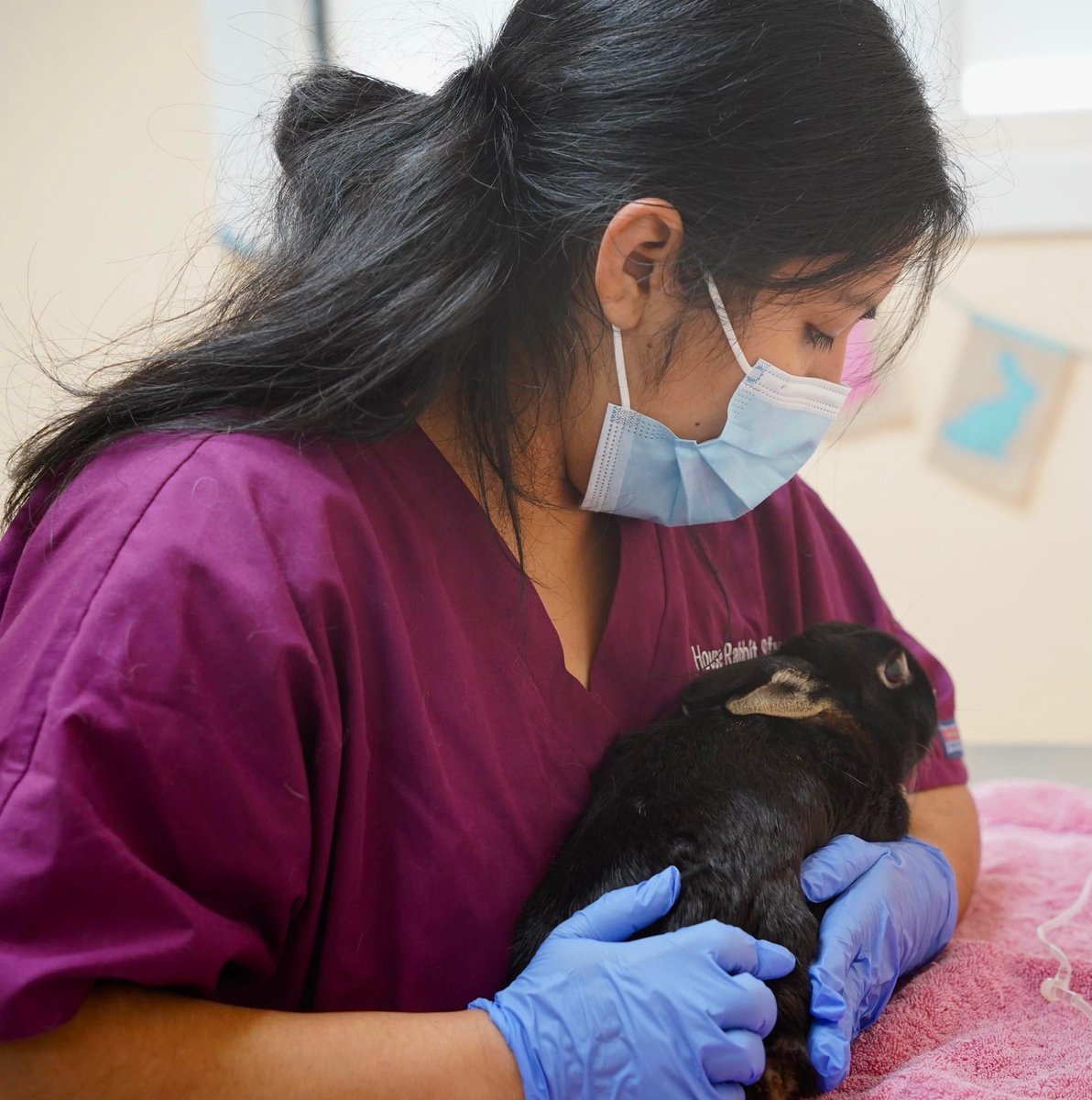 Our lifesaving rescue, education and awareness work on behalf of rabbits wouldn't be possible without the ongoing generosity of our donors. Every dollar has an impact! 💜🐇

Make a tax deductible gift to help rabbits today: rabbit.org/donate Thank you for your support!