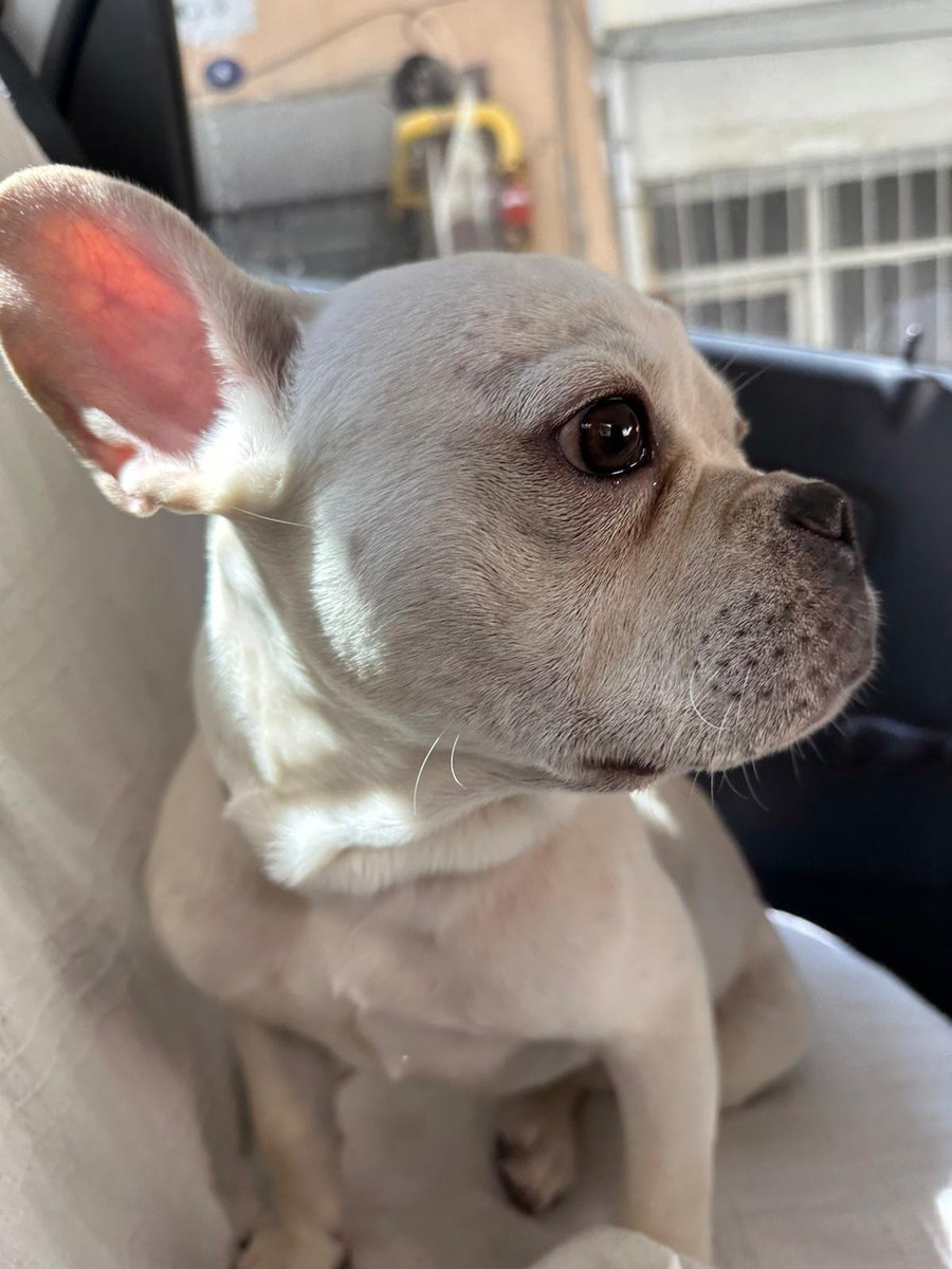 topcuogluselin's tweet photo. 1 mayıs sahabı temel itaat eğitimi için Royal Dog Club'a teslim ettiğim güzel oğlumun 25 Mayıs sabahı parvovirüs teşhisi ile ölüm haberini aldım. Güzel oğlum bu merkezde yakalandığı hastalık sonucu melek oldu. Hala bu merkezde eğitimi devam eden onlarca can var..
 #royaldogclub https://t.co/R3doJQSJ1n
