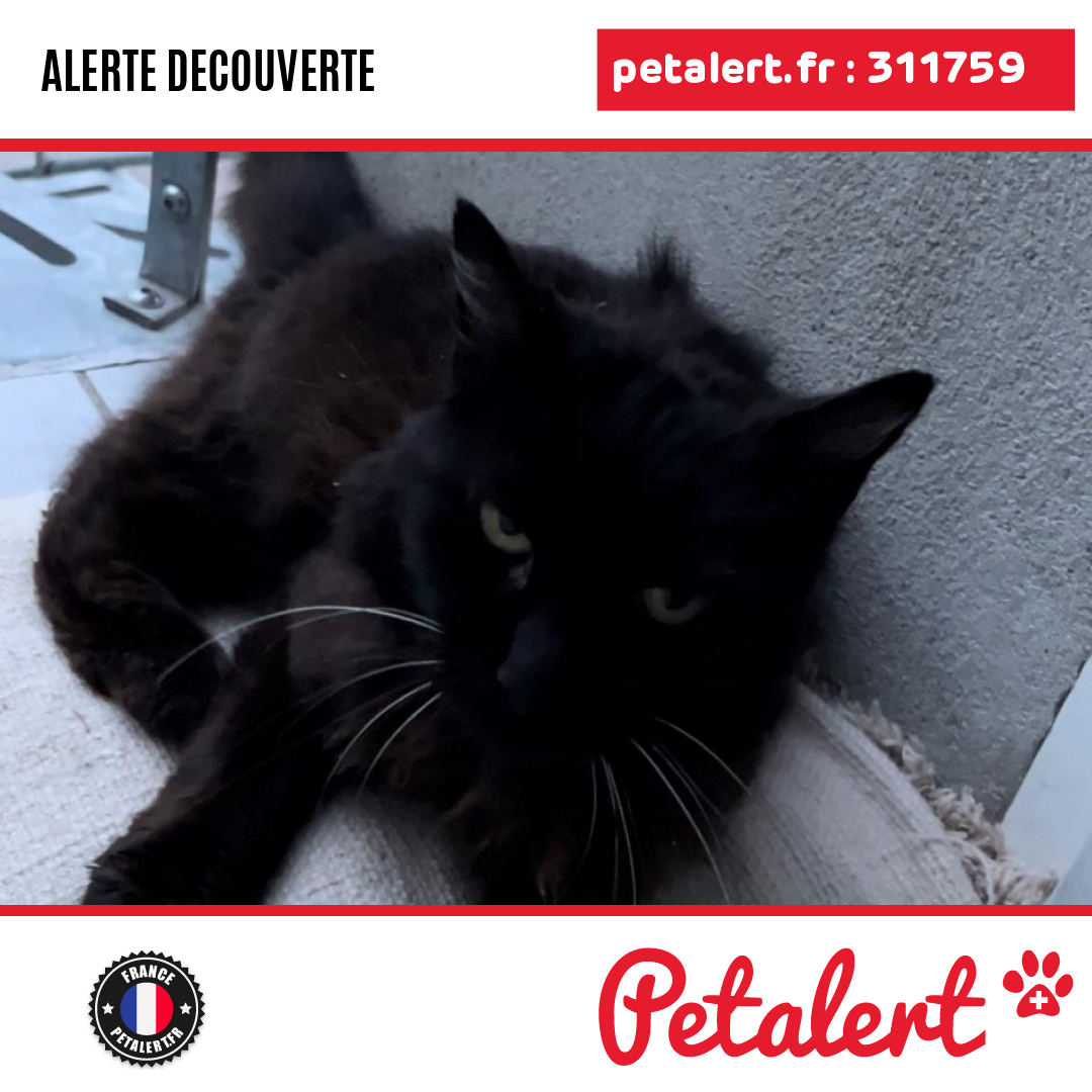 Trouvé #Chat #Ariege #Varilhes #Petalert  #PetAlert09 / p3t.co/rnLCs