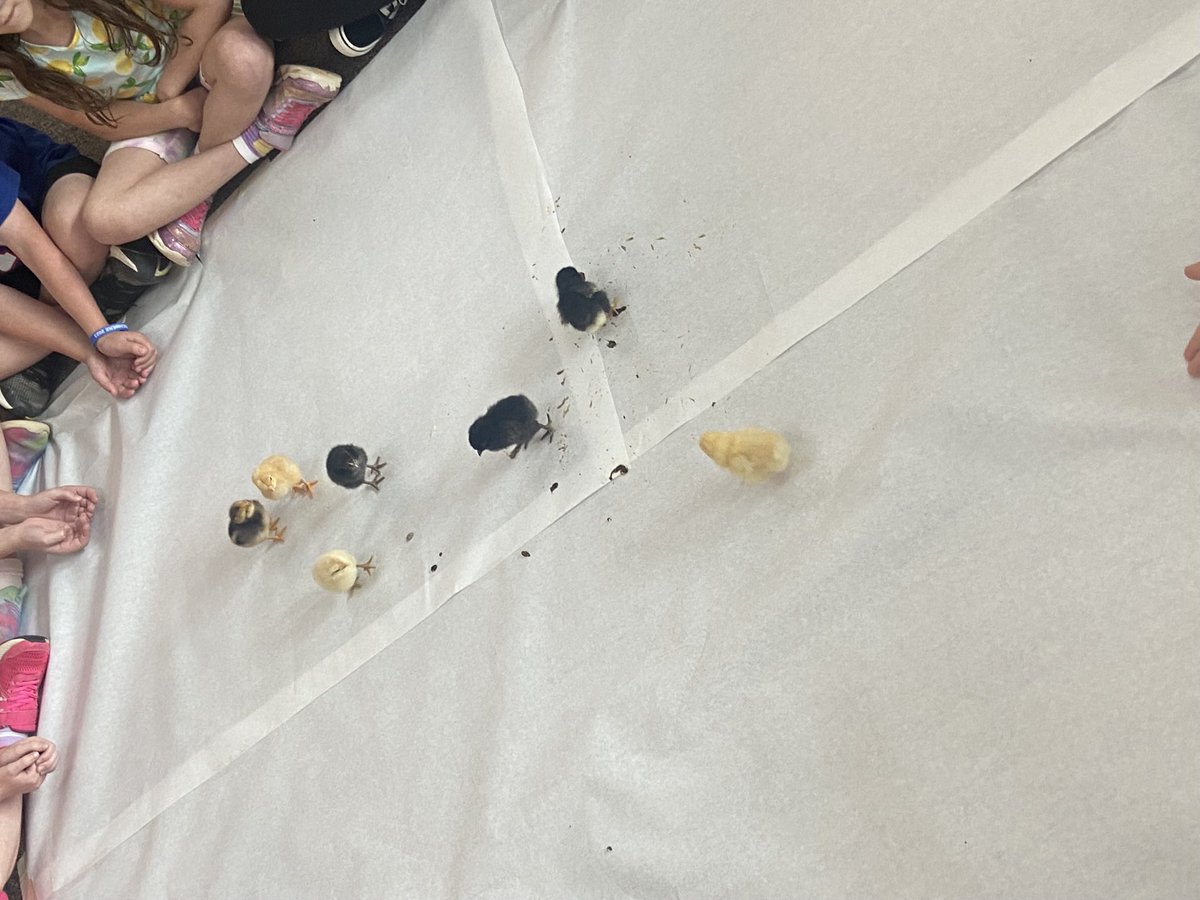 otterbaker's tweet photo. My kiddos enjoyed learning about the life cycle of a chicken.  It has been a very exciting and fun week playing with the baby chicks!!! #oakgrovees https://t.co/Vvs43NB8wl