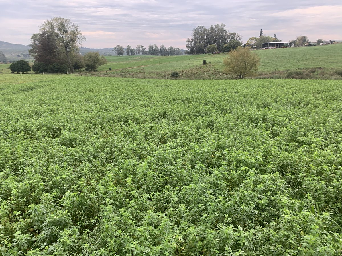 Reunión del grupo CREA Serrano en establecimiento El Rancho de Peña Alta SA.
Excelentes pasturas y mejor discusión.
¡Muchas gracias por la invitación!