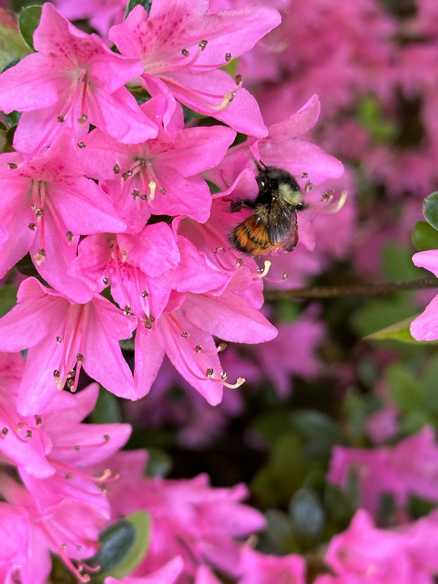 Love seeing bee bums in azaleas 
#bees #flowers #garden #FlowerFriday