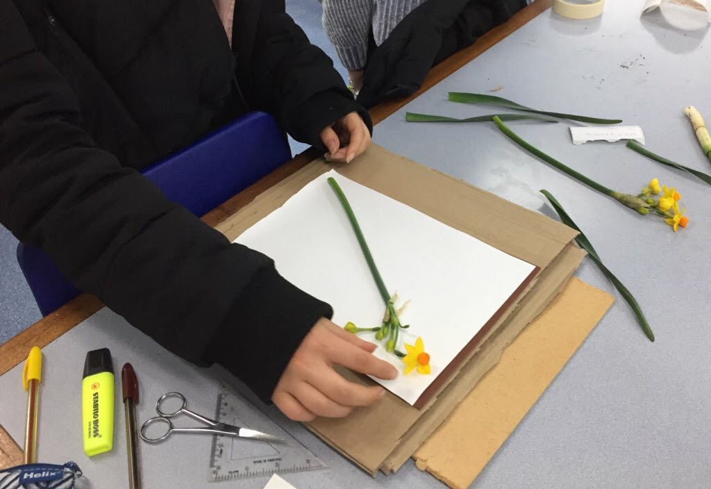 miniPCR's tweet image. Spring is in full swing, and you know what that means: Time to sequence your daffodils. Find out how Jon Hale, leader of the Daffodil DNA Project, does it on our blog: minipcr.com/meet-a-scienti…