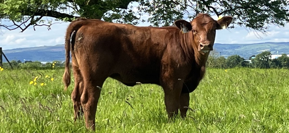 On World Red Head Day, we can’t leave out Lemonfield Red Bess Z156. The 1st Red Angus to be born here. The children absolutely adore her. And at 3 times the Angus average for meat production she attracted potential buyers from Ireland and abroad