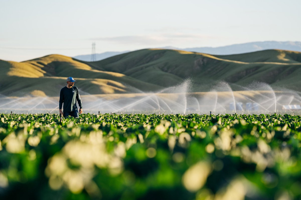 aggearclothing's tweet photo. From the fertile soil of our heartland to the rolling hills of our pastures, seeds and vegetables grow and thrive, a testament to the power of nature. #agriculture #farmlife #seeds #vegtables #performance #farm #ranch #clothing #aggear https://t.co/Asj95Cv7jT