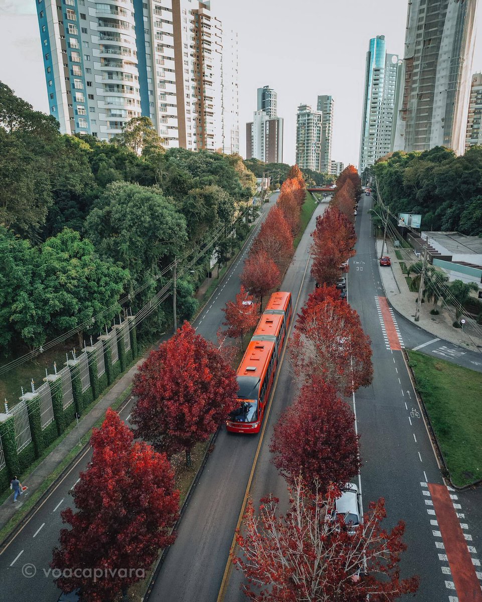 AmarCuritiba's tweet photo. Aproveitou o show de cores de nossa Rua do Outono? 

Suas cores e encantovão chegando ao fim e aqui ficam alguns registros dessa temporada. 🍁🍂🤎

Tudo pelas lentes dos amigos do @voacapivara
= = = = = = =
📍Rua Deputado Heitor Alencar Furtado, Curitiba/PR https://t.co/UVvoo6LQzI