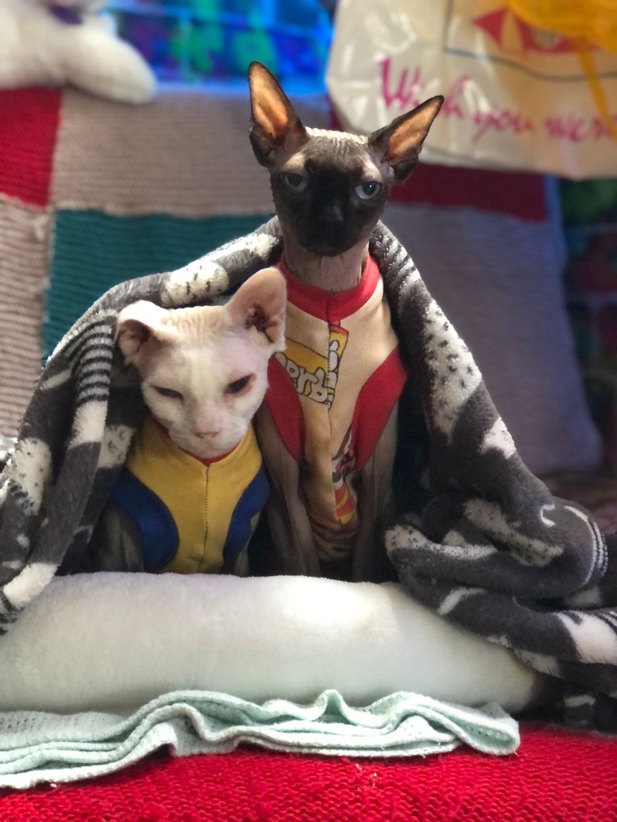 Just look at how cute these boys are!!!
Here we have Maverick and Ernie our Sphynxs 
#greatyarmouth #catcafe #hiddengem #cats #nostalgia #CatsOfTwitter #seaside #ilovemyjob #Sphynx