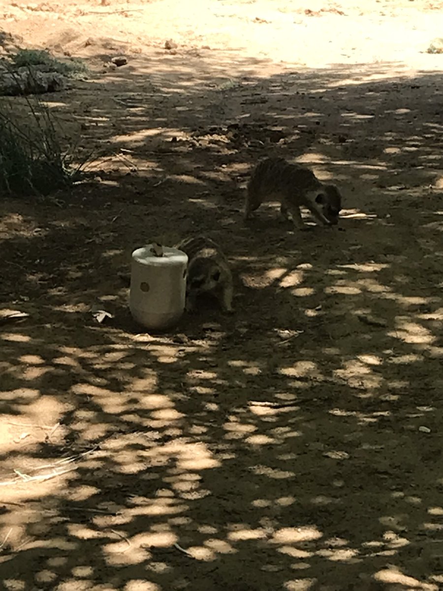 LCryptic50's tweet photo. @ErcMeerkat Went to the zoo today had to stop by the meerkat exhibit!! https://t.co/DgHSarUypw