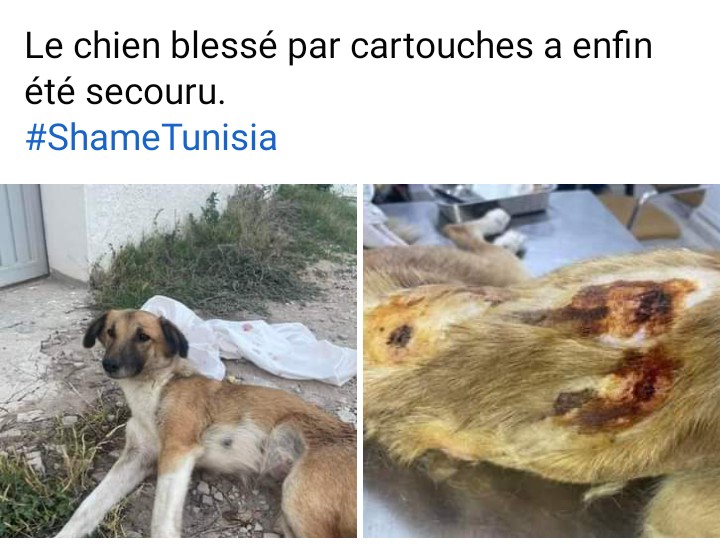 Pas moins de 6 cartouches pour le pauvre chien du partage de vidéo de l'abattage de Hammamet 😡

#StopTunisia 
#StopKilling 
#TNVR 
#Shame #cruelty #Tunisia 
#VisitTunisia