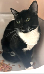 NYCDEATHROWCATS's tweet photo. Zero is a 10 month old male cat that was owner surrendered. He is tense but allowed all handling at the shelter. Please consider making Zero part of your family.
https://t.co/WEwfWHsCZB https://t.co/aacTPjOhML