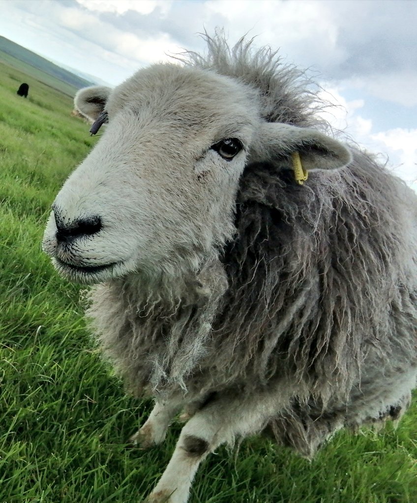 Hetty 💚💚
#herdwicks #hillfarm #sheep #farmstay #peakdistrict