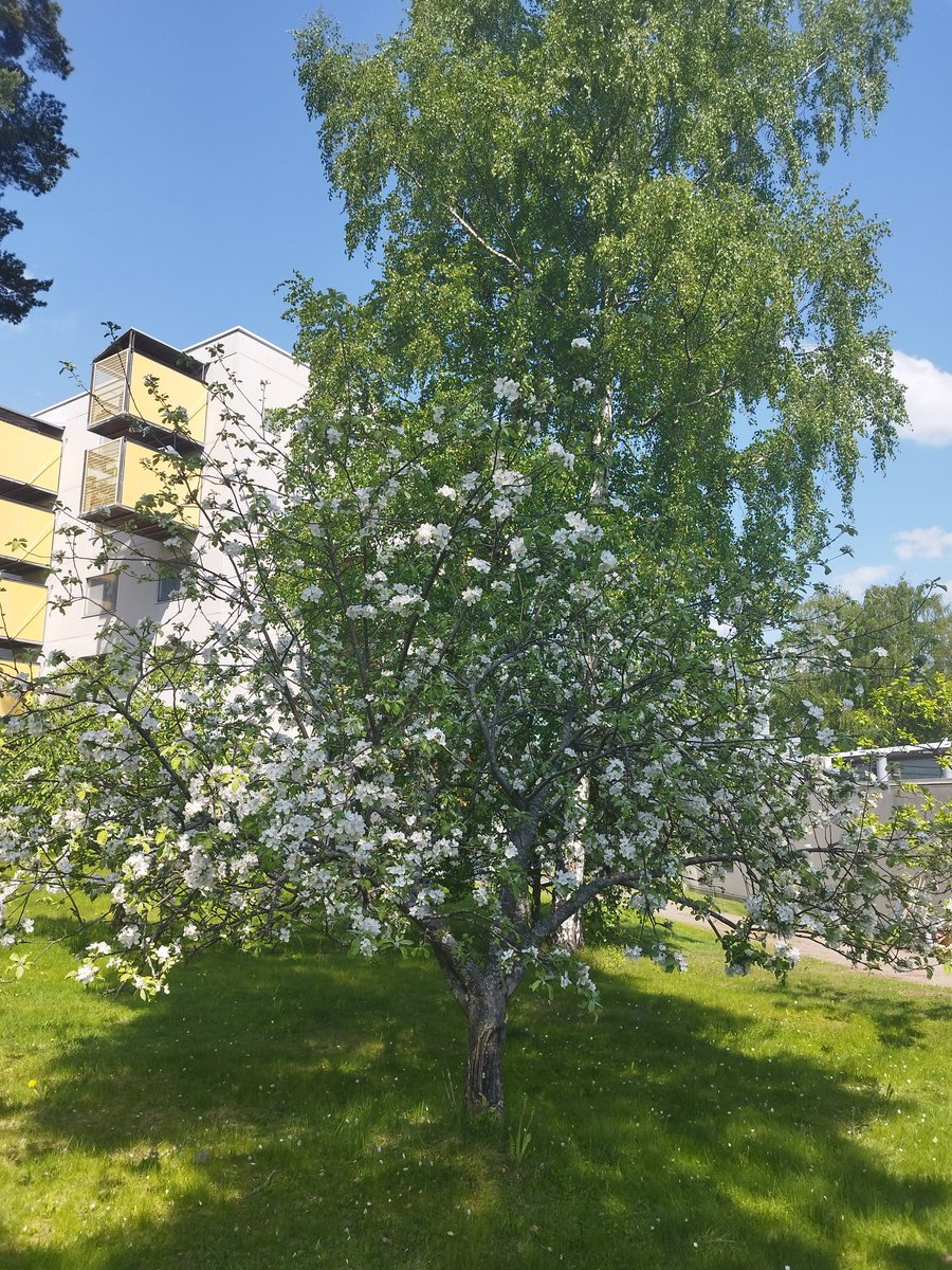 seuntukshuw's tweet photo. This trees ๐ is about to bring out it's fruits #RedPlums #Fruits @Seuntulkshuw https://t.co/gZ6o3oTS7s