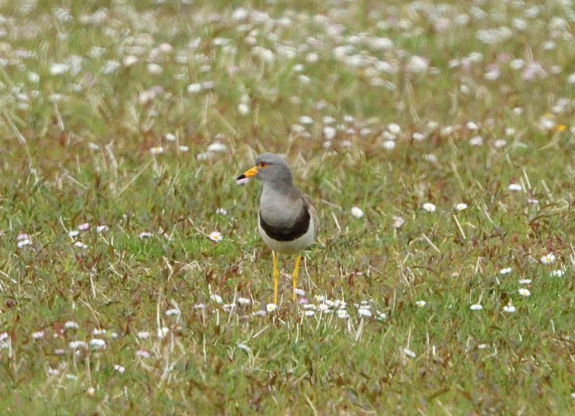WiWildlife's tweet photo. Jamie Boyle rang at lunch today to say he'd a funny wader that was ruff-sized with black on the neck and an orange bill at Balemore. So when we pulled up rather casually a couple of hours later expecting a male Ruff it was a bit of a surprise to see this beauty!! https://t.co/KUdIELrSNL