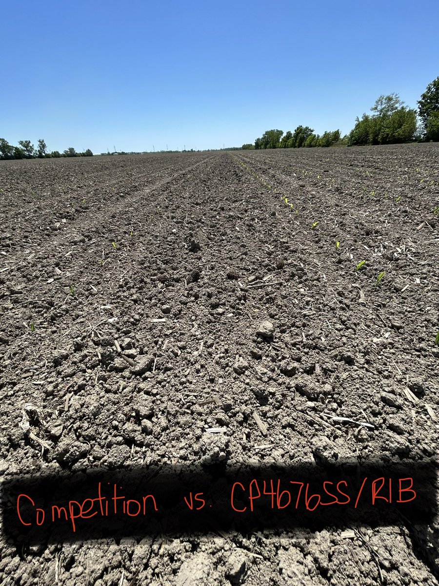 Just starting to see some differences in this corn plot planted May 15th. Excited to see CP4676SS/RIB this season after this impressive emergence. 🌽<a href="/ChrisRoy00/">Chris Roy</a> <a href="/KaitlandVSpek/">Kaitland VanderSpek CCA-ON</a>