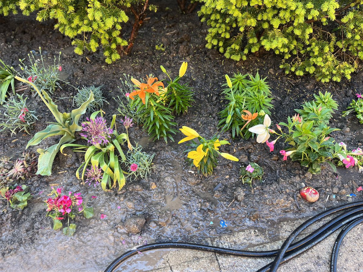 GiovencoP's tweet photo. Thank you Jesus for this beautiful day and all the beautiful flowers. We all had a great day taking part in our school wide planting day 🌺 @StEmily2015 https://t.co/V6b5gkK32Q
