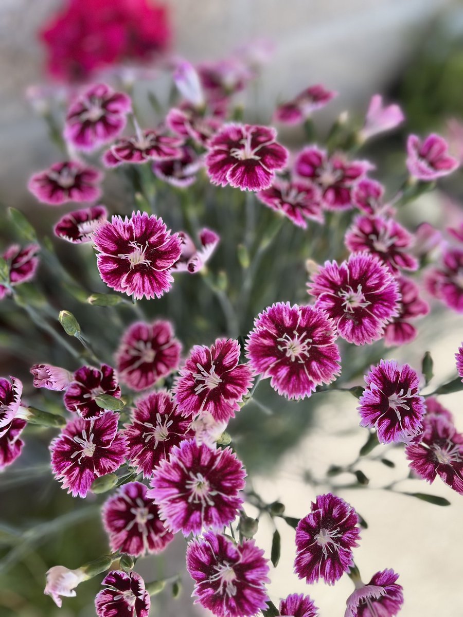 GiovencoP's tweet photo. Thank you Jesus for this beautiful day and all the beautiful flowers. We all had a great day taking part in our school wide planting day 🌺 @StEmily2015 https://t.co/V6b5gkK32Q