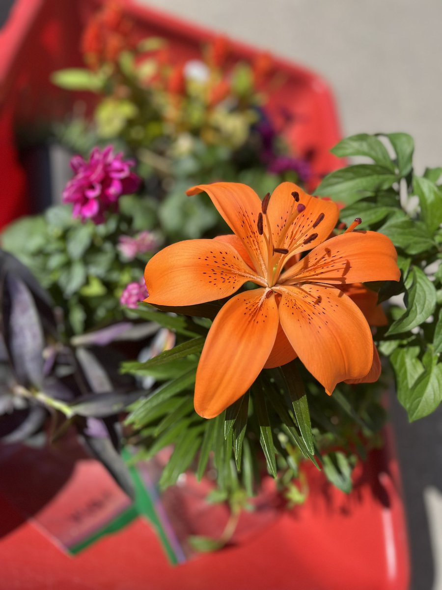 GiovencoP's tweet photo. Thank you Jesus for this beautiful day and all the beautiful flowers. We all had a great day taking part in our school wide planting day 🌺 @StEmily2015 https://t.co/V6b5gkK32Q