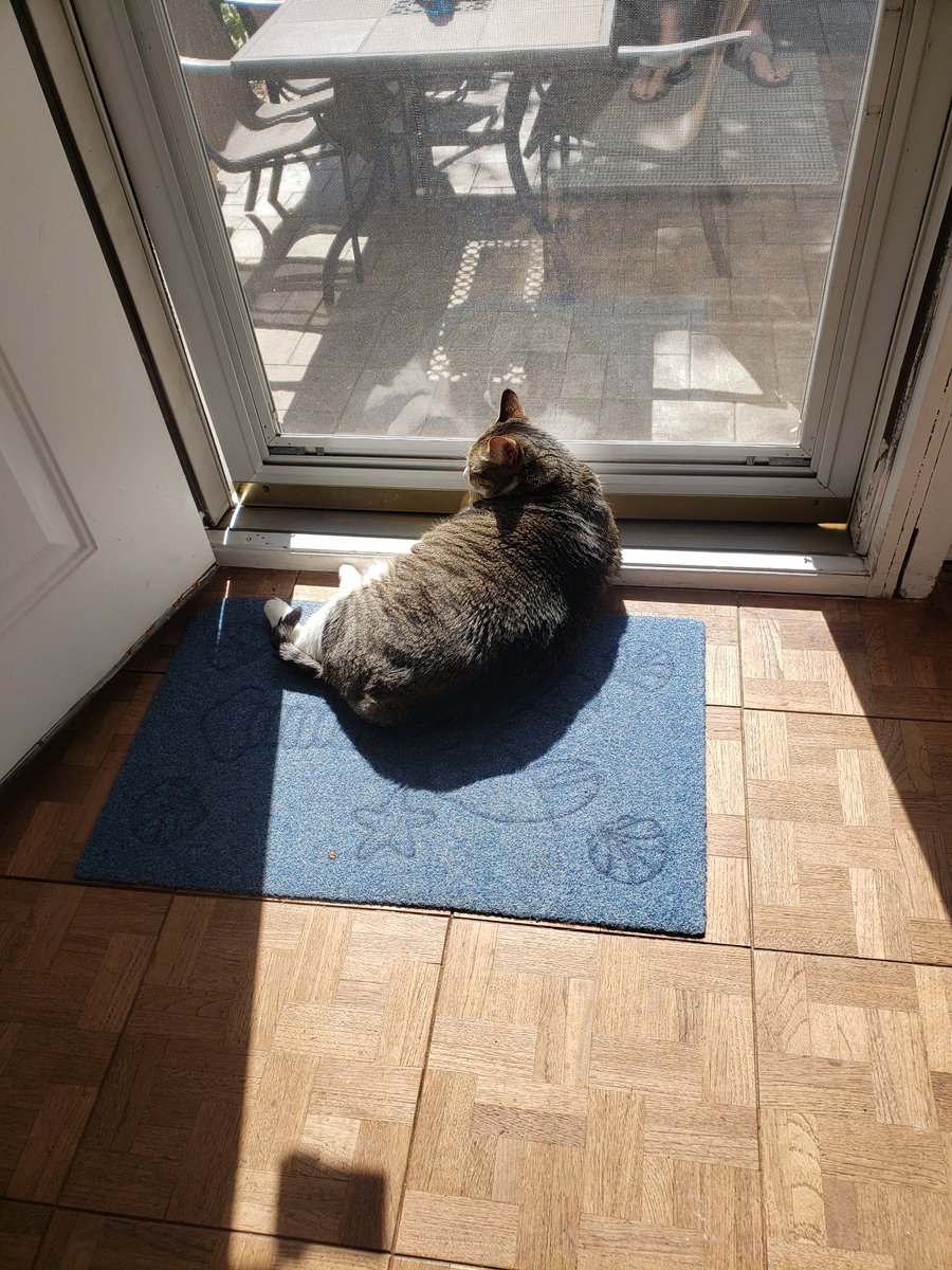 MicheleFinn1's tweet image. #sammo soaking up the sun!!!