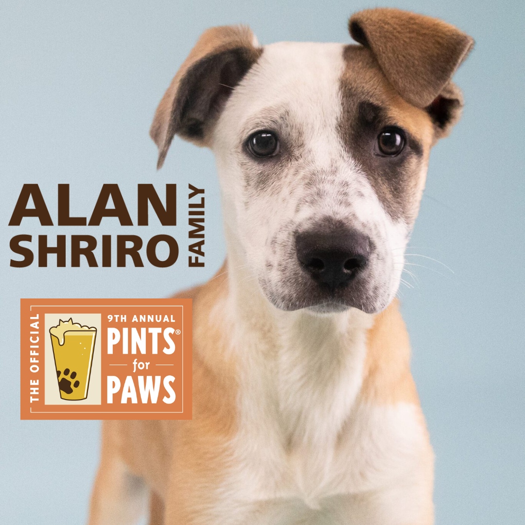 I'm Chimay, here to woof THANK YOU to Alan Shiro Family for their generosity sponsoring Pints for Paws! Learn more about how to adopt me & get tix to Pints for Paws: l8r.it/qGP4 #PintsForPaws #dogsandbeer #berkeley #dogfriendly #craftbeer #berkeleyhumane #adoptadog