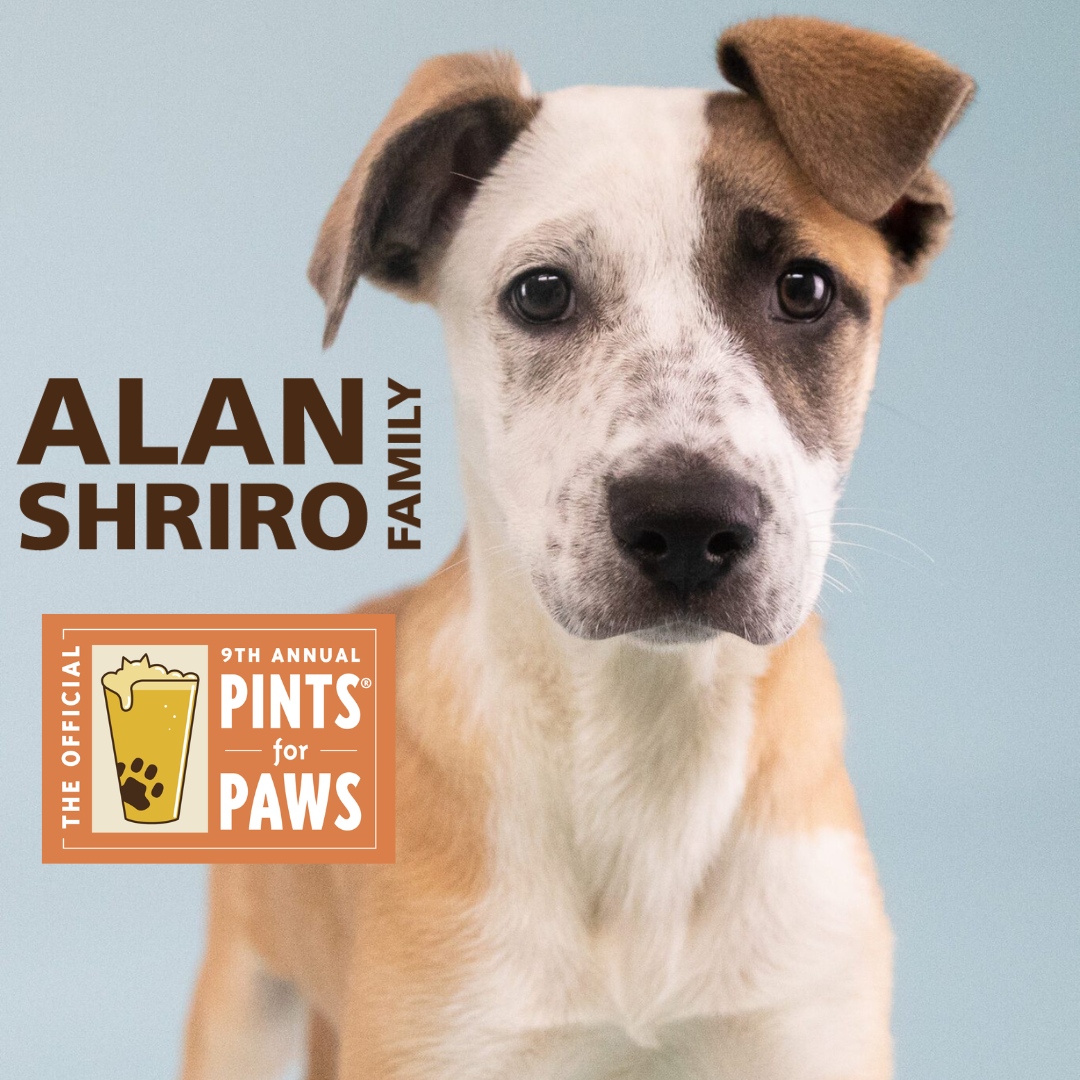 berkeleyhumane's tweet photo. I'm Chimay, here to woof THANK YOU to Alan Shiro Family for their generosity sponsoring Pints for Paws! Learn more about how to adopt me &amp; get tix to Pints for Paws: https://t.co/XD4gwonV7Z #PintsForPaws #dogsandbeer #berkeley #dogfriendly #craftbeer #berkeleyhumane #adoptadog https://t.co/ysjCpvhM7f