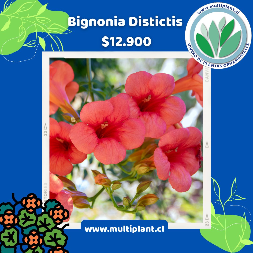 Multiplant1's tweet photo. #Bignonia #Distictis
Es una enredadera resistente y vigorosa con bellas flores.
Adornan muros y se puede usar en jardines verticales, terrazas y muros verdes.
Disponible en #Vivero #Multiplant #Santiago #VRegión
https://t.co/PgBZQQgpO3 https://t.co/O68Iwb9WlZ