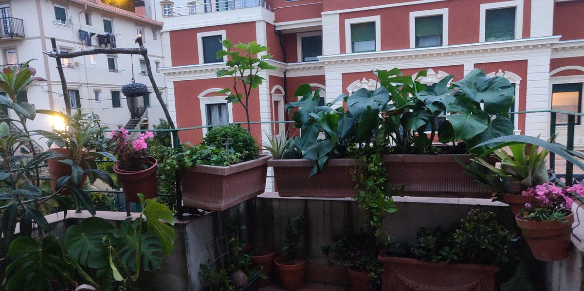 Ramón Quiles Bernabéu tweet media