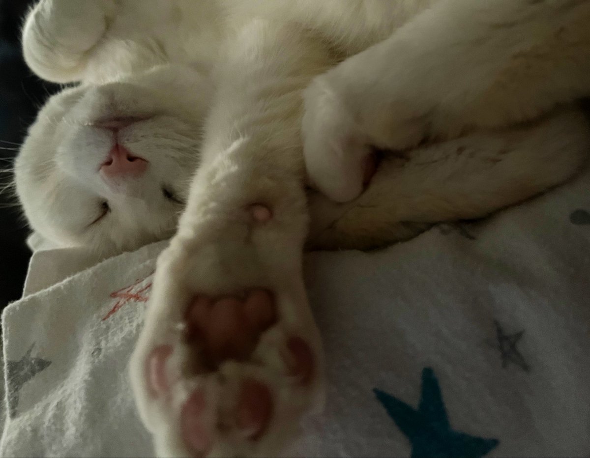 FalkorTheCat's tweet photo. Getting in my upside down naps https://t.co/r5fYDqoHyi