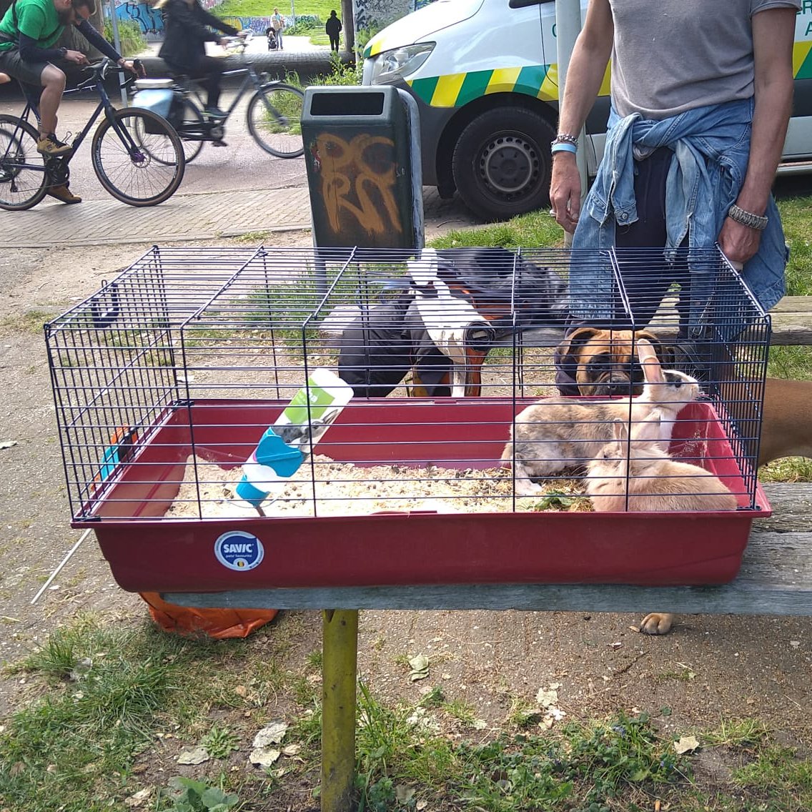 Dierenambulance Amsterdam tweet media