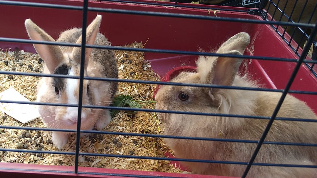 Dierenambulance Amsterdam tweet media