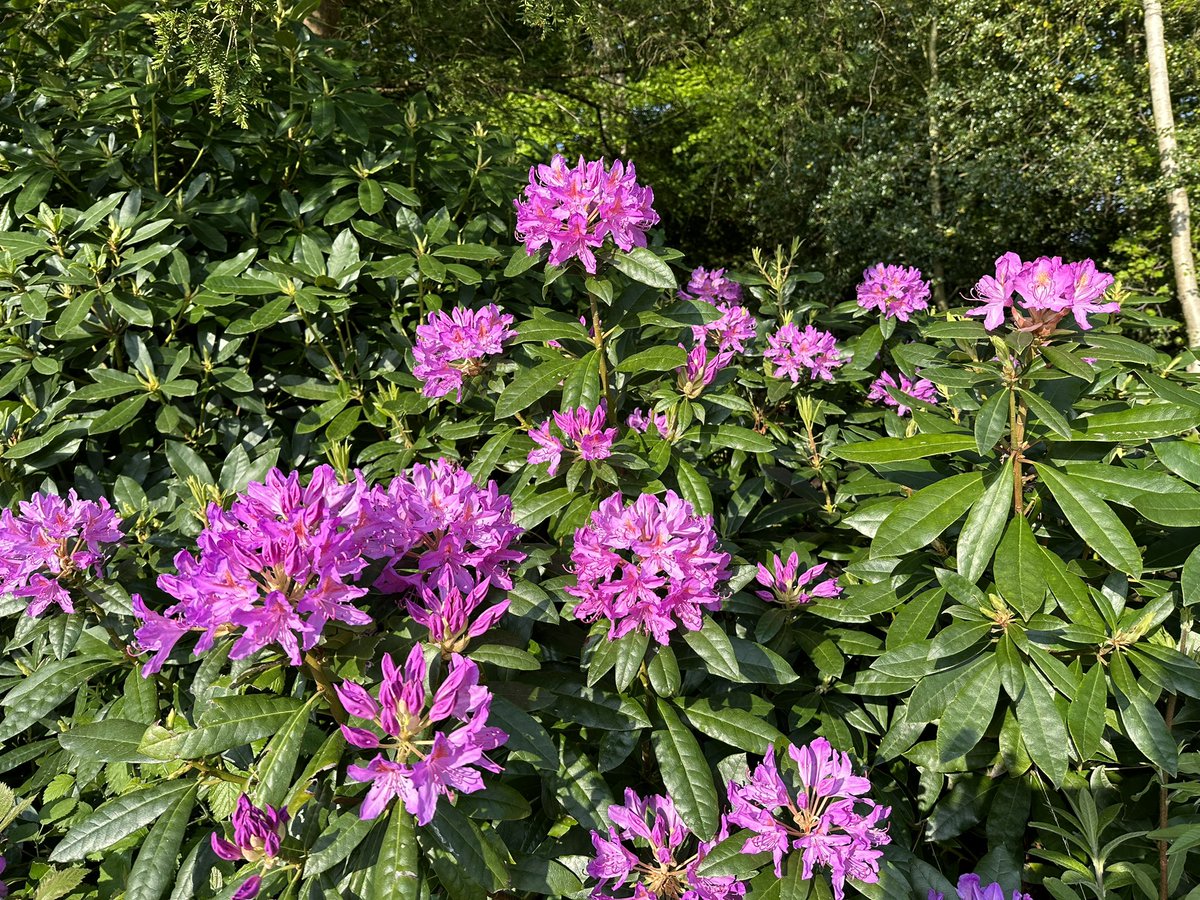 Brokenhurst Golf Pro Shop tweet media