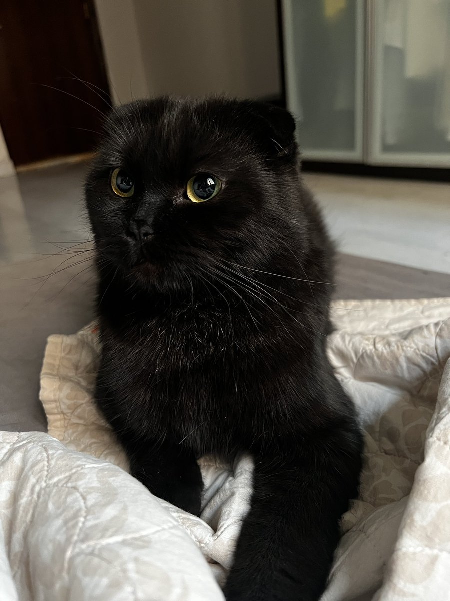 My pretty boy 🖤🖤 #CatsOfTwitter #blackcats