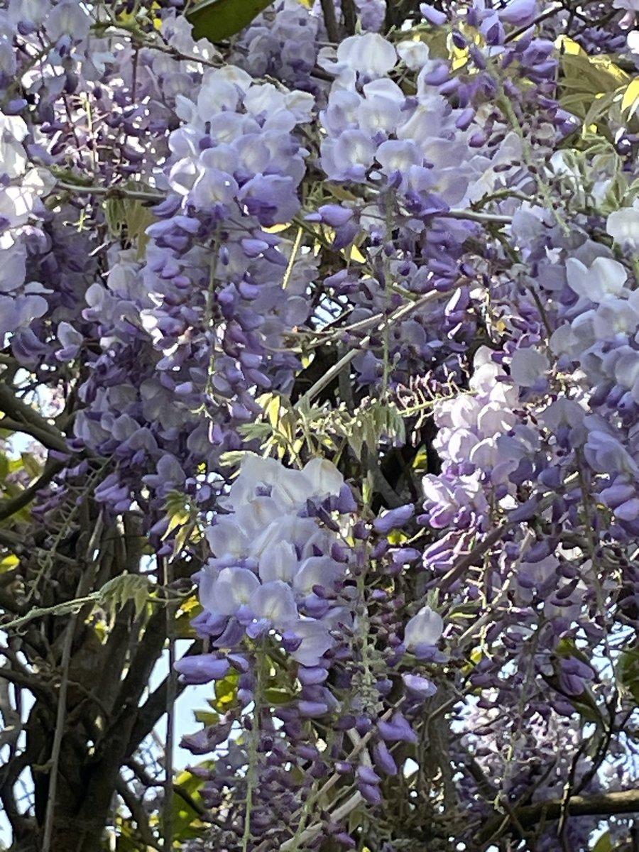 grapevineasks's tweet photo. Purples &amp; Blues 😁 https://t.co/u6UI78fNfV