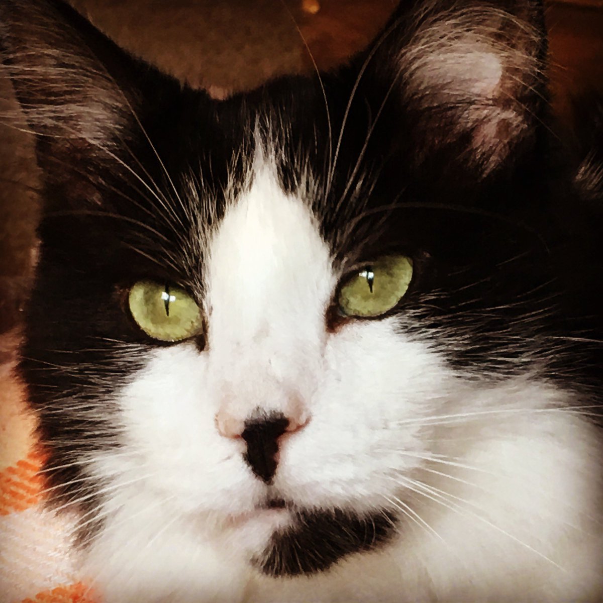 BirdieSunny8792's tweet photo. Fat Louie our #blackandwhitecat #cat 2007-2023. #OPLive #OPLiveFamily Former #FelineoftheNight passed over the #RainbowBridge yesterday 05/25/2023 one of my #OPLiveWatchParty buddies #furbaby @bgoodsonjr & I will see you again, have fun playing w/Snow https://t.co/ikeBwLUhIF