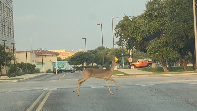 UTSA's tweet photo. When the Roadrunners are away, the deer will play! 🦌
#UTSA #UTSASummer
📷 : @ProfJonTaylor https://t.co/u1fGRMMW23