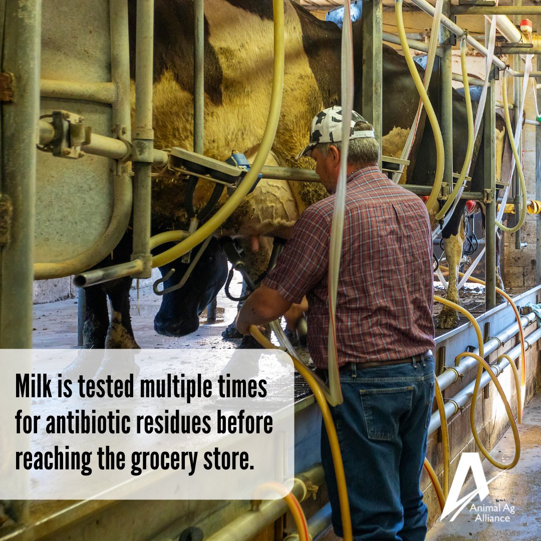 Milk is tested multiple times for antibiotic residues before ever leaving the farm and again before unloading at the processing plant to ensure food and consumer safety. 🥛 bit.ly/3rw8vDB