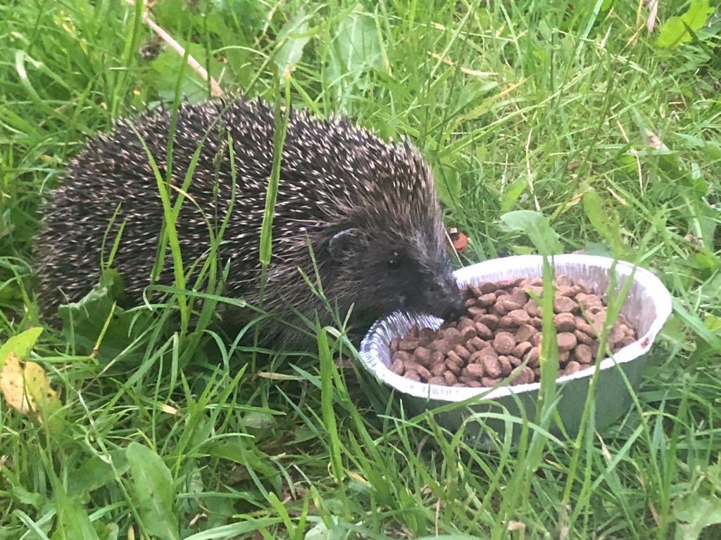 SpikyPeople's tweet photo. Early visitor this evening. Wolfing the biscuits before the big guys arrive. 🦔 https://t.co/69BGbJntzo