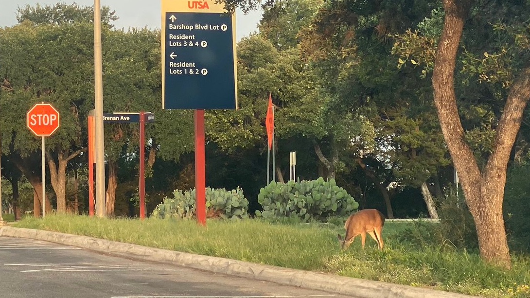 UTSA's tweet photo. When the Roadrunners are away, the deer will play! 🦌
#UTSA #UTSASummer
📷 : @ProfJonTaylor https://t.co/u1fGRMMW23