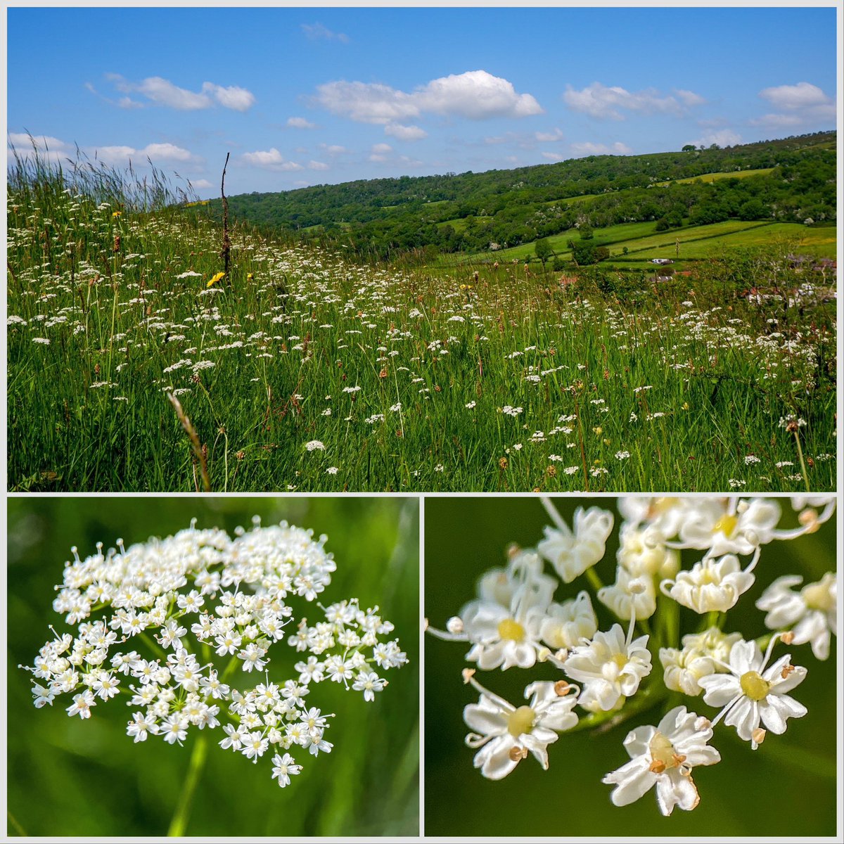 wildflowerhunt's tweet photo. #Pignut (#Conopodiummajus) Long used as a wild edible and named for the pigs used to route out the underground ‘nuts’. I have not tried them myself but in Ireland they are said to be the food of the Leprechaun #wildfood #wildfloweroftheday #wildflowers #flowers #nature https://t.co/nfdihJMfAz