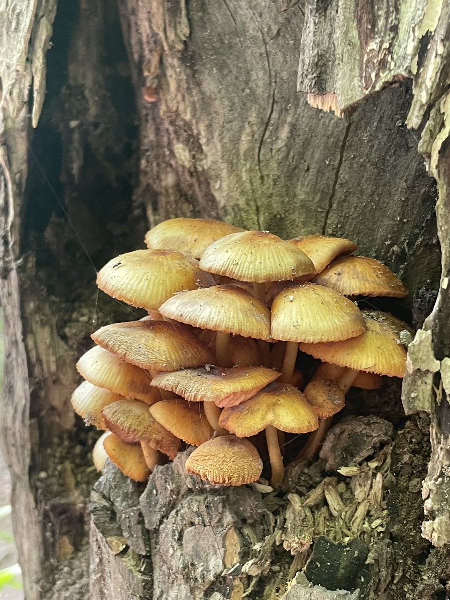MashuFPS's tweet photo. 🍄 https://t.co/QRUvwThz1S