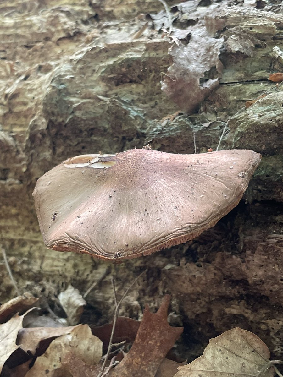 MashuFPS's tweet photo. 🍄 https://t.co/QRUvwThz1S