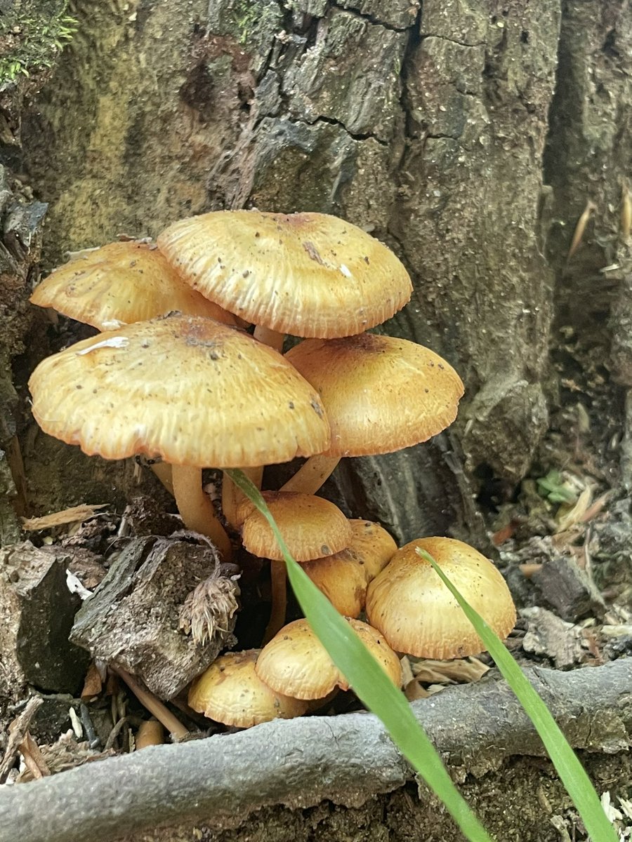 MashuFPS's tweet photo. 🍄 https://t.co/QRUvwThz1S